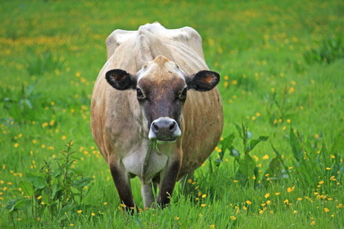 Cow grazing on grass in a field