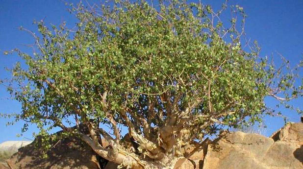 Guggul tree