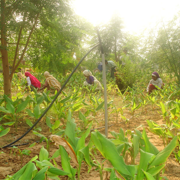 Turmeric cultivation