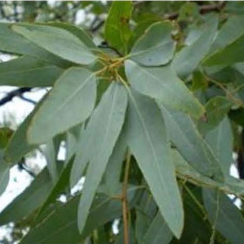 Eucalyptus Staigeriana
