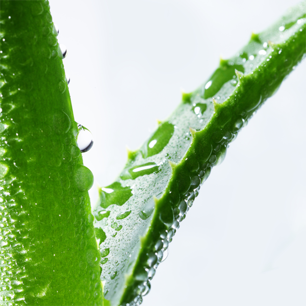 Aloe vera plant leaf