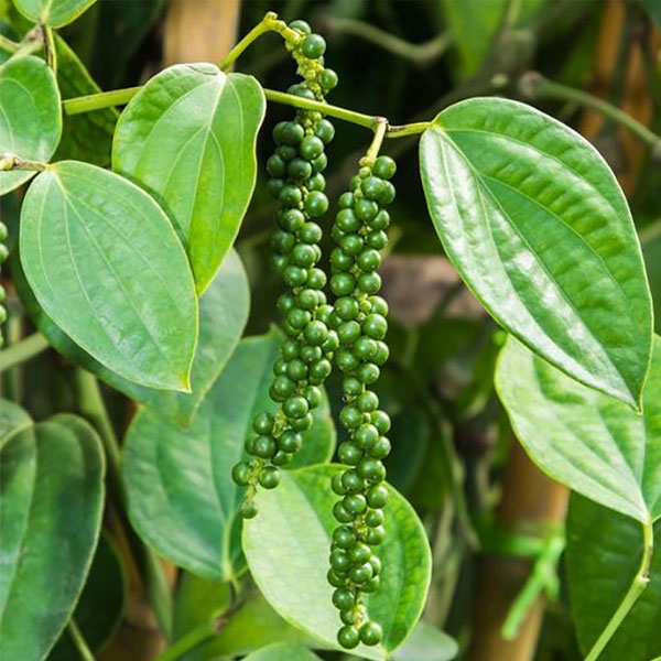 Black Pepper Organic Botanical name: Piper nigrum
