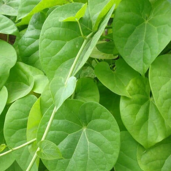 Organic Guduchi (Tinospora cordifolia)