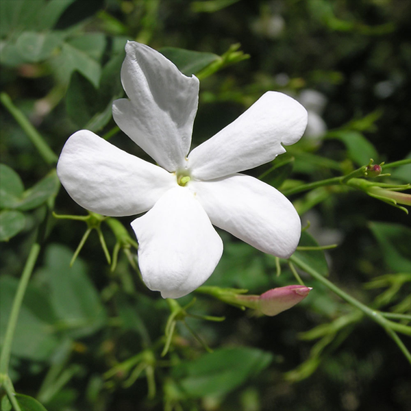 Jasmine petals