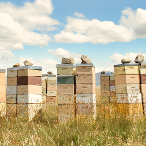 New Zealand Manuka Honey Bee Hives