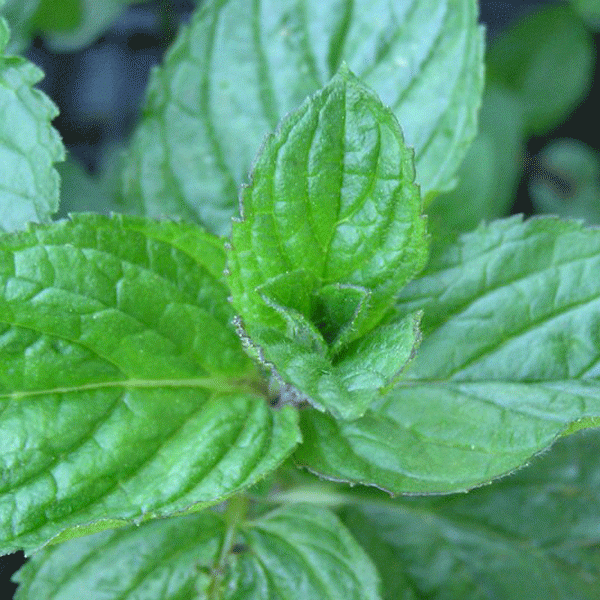 Peppermint leaf