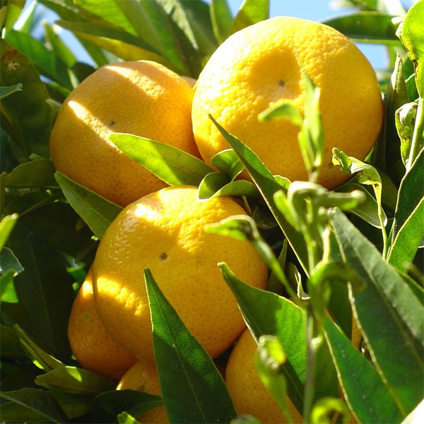 Petitgrain Mandarin (Citrus reticulata)