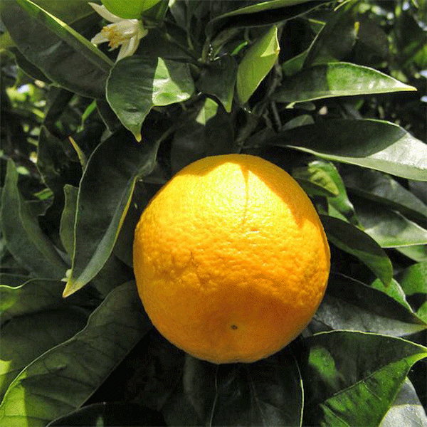 Sweet Orange Fruit